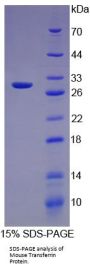 Mouse Transferrin (TF) Protein