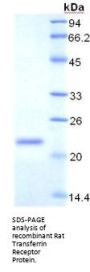 Rat Transferrin Receptor Protein 1 / CD71 (TFRC) Protein