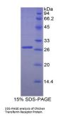 Chicken Transferrin Receptor Protein 1 / CD71 (TFRC) Protein