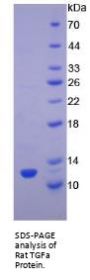Rat Transforming Growth Factor Alpha (TGFA) Protein