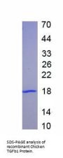 Chicken Transforming Growth Factor Beta 1 (TGFb1) Protein