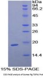 Guinea pig Transforming Growth Factor Beta 1 (TGFb1) Protein