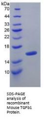 Mouse Transforming Growth Factor Beta 1 (TGFb1) Protein