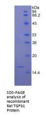 Rat Transforming Growth Factor Beta 1 (TGFb1) Protein