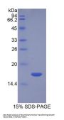 Human Transforming Growth Factor Beta 3 (TGFb3) Protein