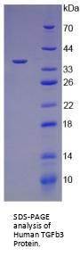 Human Transforming Growth Factor Beta 3 (TGFb3) Protein