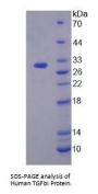 Human Transforming Growth Factor Beta Induced Protein (TGFbI) Protein