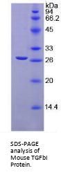 Mouse Transforming Growth Factor Beta Induced Protein (TGFbI) Protein