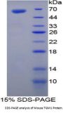 Mouse Transglutaminase 1, Keratinocyte (TGM1) Protein