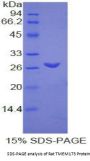 Rat Stimulator of Interferon Genes Protein / TMEM173 (STING1) Protein