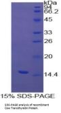 Cow Transthyretin (TTR) Protein