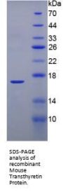 Mouse Transthyretin (TTR) Protein