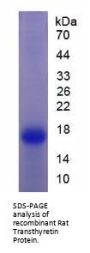 Rat Transthyretin (TTR) Protein