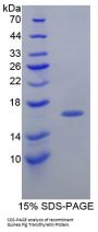 Guinea pig Transthyretin (TTR) Protein