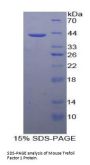 Mouse Trefoil Factor 1 (TFF1) Protein