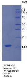Mouse Trefoil Factor 2 (TFF2) Protein