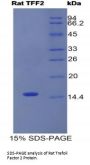 Rat Trefoil Factor 2 (TFF2) Protein