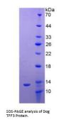 Dog Trefoil Factor 3 (TFF3) Protein