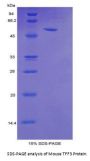 Mouse Trefoil Factor 3 (TFF3) Protein