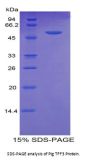Pig Trefoil Factor 3 (TFF3) Protein