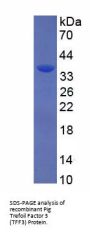 Pig Trefoil Factor 3 (TFF3) Protein