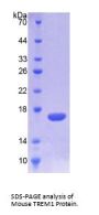 Mouse Triggering Receptor Expressed On Myeloid Cells 1 (TREM1) Protein