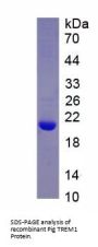 Pig Triggering Receptor Expressed On Myeloid Cells 1 (TREM1) Protein