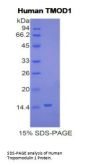 Human Tropomodulin 1 (TMOD1) Protein