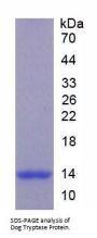 Dog Tryptase Protein