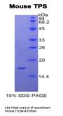 Mouse Tryptase (TPS) Protein