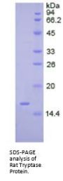 Rat Tryptase (TPS) Protein