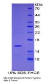 Human Tryptase Delta 1 (TPSd1) Protein