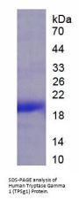 Human Tryptase Gamma 1 (TPSg1) Protein