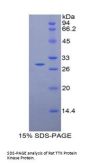 Rat TTK Protein Kinase (TTK) Protein
