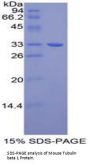 Mouse Tubulin Beta 1 (TUBB1) Protein