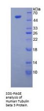 Human Tubulin Beta 3 (TUBB3) Protein