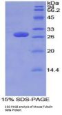 Mouse Tubulin Delta (TUBd) Protein
