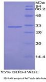 Rat Tubulin Delta (TUBd) Protein
