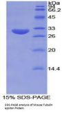 Mouse Tubulin Epsilon (TUBe) Protein