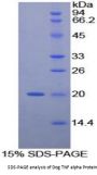 Dog Tumor Necrosis Factor (TNF) Protein