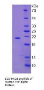 Human Tumor Necrosis Factor (TNF) Protein