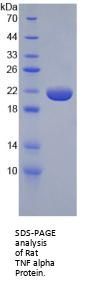Rat Tumor Necrosis Factor (TNF) Protein