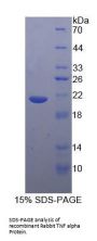 Rabbit Tumor Necrosis Factor (TNF) Protein
