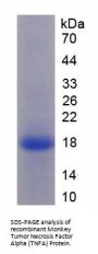 Monkey Tumor Necrosis Factor (TNF) Protein