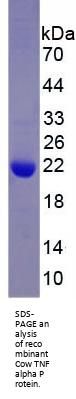 Cow Tumor Necrosis Factor (TNF) Protein