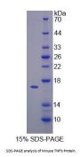 Mouse Lymphotoxin Alpha (LTA) Protein