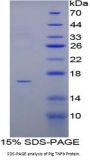 Pig Lymphotoxin Alpha (LTA) Protein