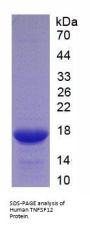Human Tumor Necrosis Factor Ligand Superfamily, Member 12 (TNFSF12) Protein
