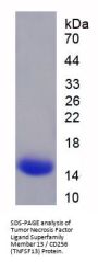Human Tumor Necrosis Factor Ligand Superfamily Member 13 / CD256 (TNFSF13) Protein