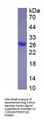 Dog Tumor Necrosis Factor Ligand Superfamily Member 13 / CD256 (TNFSF13) Protein